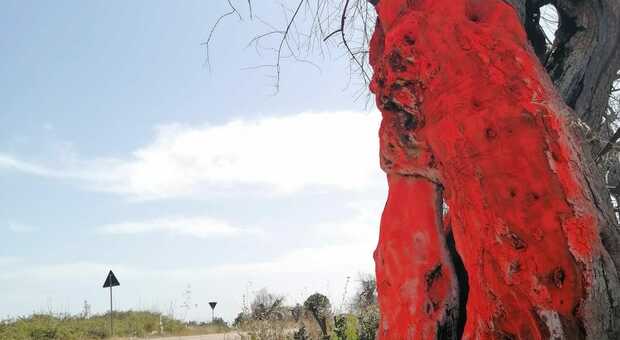 Sud Salento, l'ulivo tinteggiato di rosso infiamma la polemica
