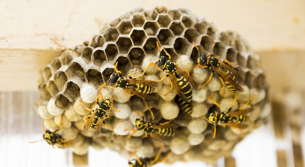 Sciame di vespe scatenato: mamma e bimbo assaliti e punti alla testa (Foto di Thomas Mühl da Pixabay)