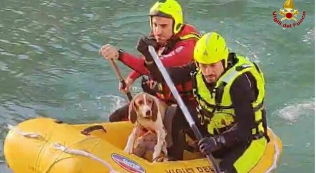 Cane ferito durante una battuta di caccia scivola sulle sponde del lago: salvato dai vigili del fuoco