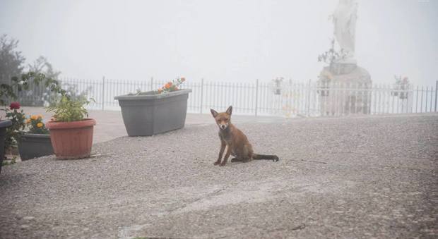 Una volpe nella nebbia al Faito: il curioso scatto di una giovane fotografa