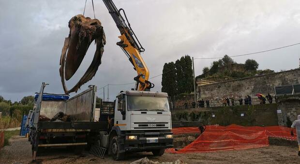 La balena sotterrata a Sorrento: tra un anno lo scheletro sarà riesumato ed esposto in pubblico