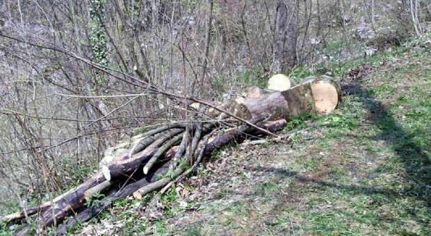 Schiacciato da un albero mentre taglia la legna, morto l'atleta di canottaggio Giovanni Pandiani