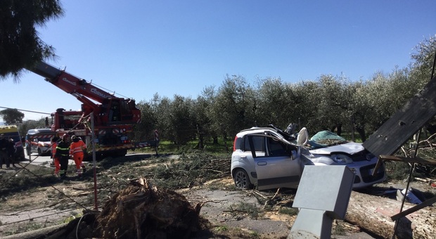 Guidonia, alberi a rischio crollo: la Municipale ordina la chiusura di quattro strade