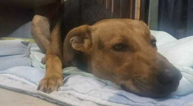 Canarie, maltrattamenti sugli animali: uccide il suo cane con 14 pugnalate e finge di averlo investito