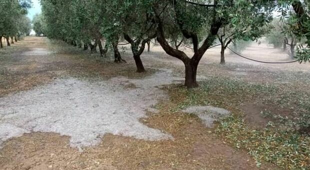 Vigneti, oliveti e ortaggi distrutti dal maltempo: Coldiretti chiede lo stato di calamità naturale
