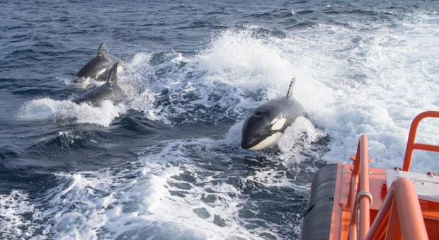 Orche attaccano una barca in Spagna. «Siamo dovuti rientrare di corsa al porto»