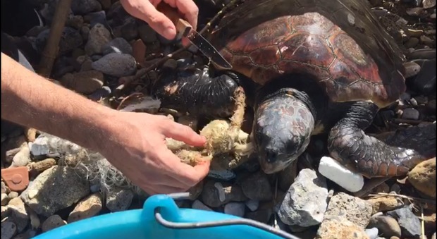Palinuro, una tartaruga caretta tratta in salvo sulla spiaggia dell'ex club Mediterranée