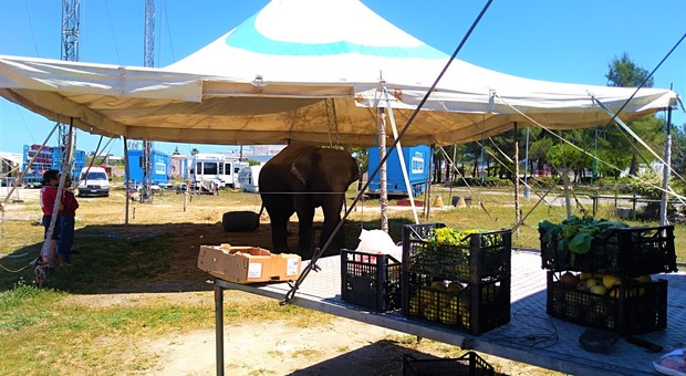Circo bloccato da mesi a Ortelle, manca cibo per gli animali. Giovani volontari con l'aiuto dei supermercati provvedono a far mangiare elefanti e tigri