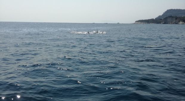 I delfini avvistati sotto il Castello di Baia