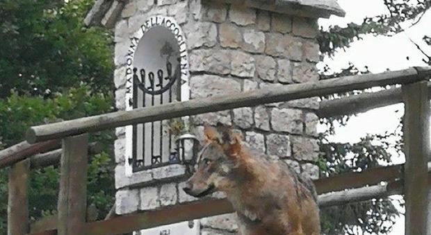 In una foto d'archivio il lupo avvistato nei mesi scorsi nel territorio del Comune di Polcenigo
