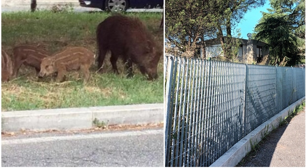 Cinghiali a Monte Mario, la mossa delle recinzioni e i (primi) cuccioli spariti