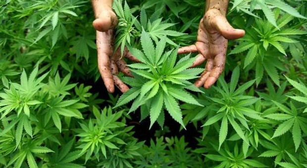 Piante di cannabis coltivate con l'acqua pubblica, 63enne nei guai