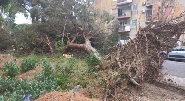 Maltempo a Reggio Calabria, cade un albero e uccide un uomo: stava passeggiando con il cane
