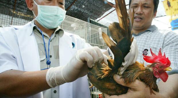 Influenza aviaria, in Cina primo caso di contagio da polli: bambino di 4 anni ricoverato