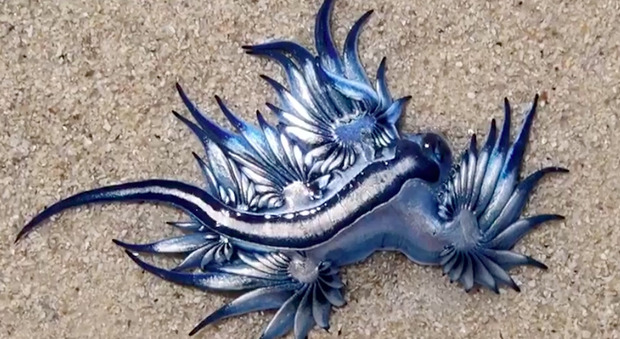 Strane creature marine sulla spiaggia: «Bellissime come draghi, ma anche pericolose»