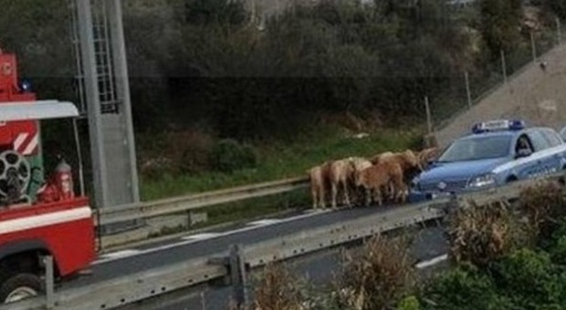 Salerno, mucche in strada e candidati bloccati: il test di ingegneria posticipato di un'ora