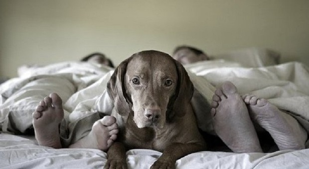 Dormire insieme al proprio cane combatte ansia e depressione. Ma ci sono anche svantaggi: ecco quali