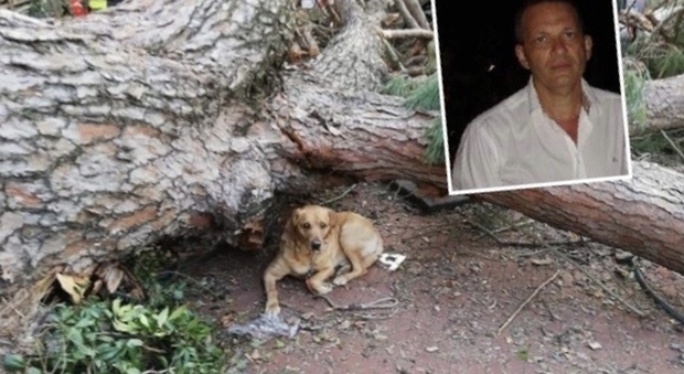 Il cane Charlie sopravvissuto alla morte del padrone, schiacciato dal pino a Cava de' Tirreni