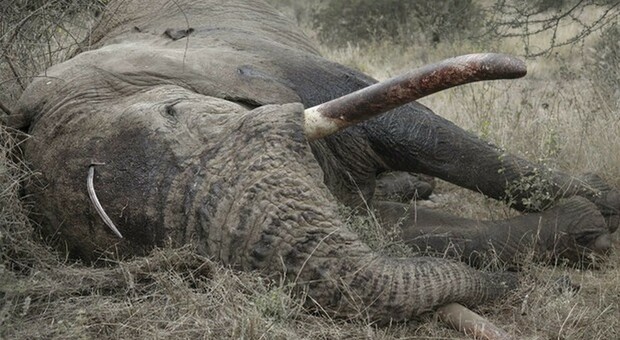 India, fulmine fa strage di elefanti: 18 esemplari morti in una riserva forestale protetta
