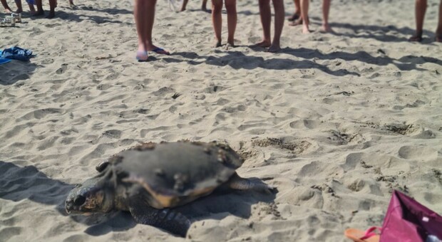 Latina, una grossa tartaruga sulla spiaggia tra i bagnanti