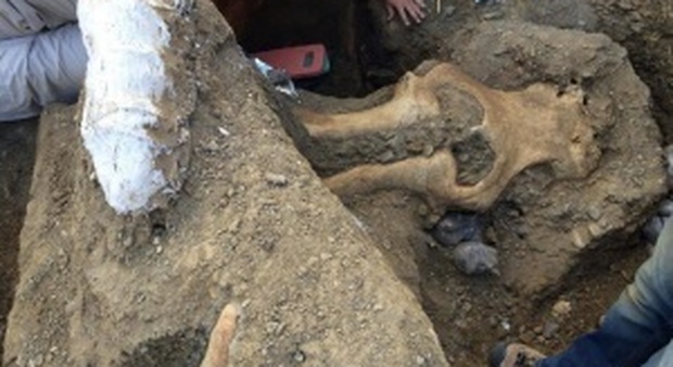 Il teschio di mammut ritrovato in California Foto National Park Service