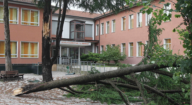 Uno degli alberi caduti: in città ci sono 35 piante a rischio