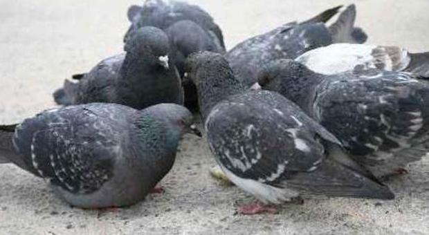 Artigiano uccise un piccione Assolto dopo quattro anni e mezzo