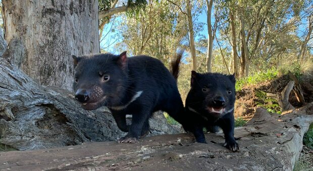 Due esemplari di diavolo della Tasmania, un marsupiale che non nasceva nell'Australia continentale da più di 3000 anni (Aussie Ark)