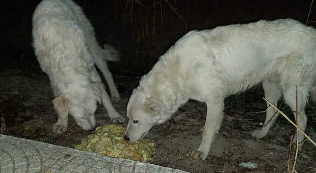 Cuccioli di pastore maremmano uccisi a fucilate: il ritrovamento choc FOTO