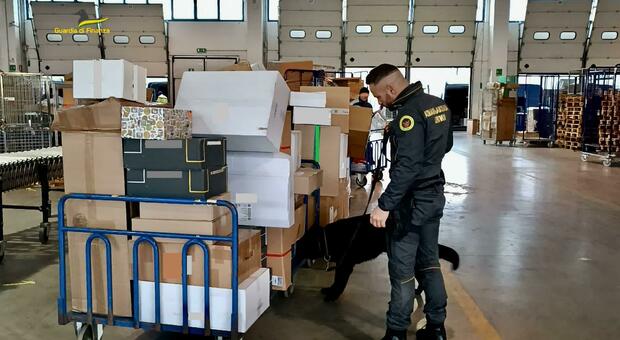 Il cane punta i pacchi da consegnare nel magazzino a Civitanova: trovati 41 kg di marijuana, denunciato il destinatario