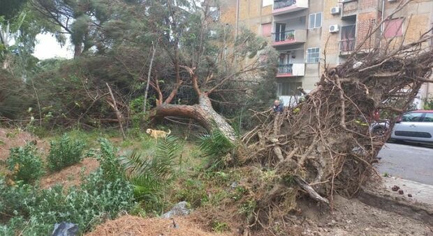 Maltempo a Reggio Calabria, uomo morto travolto da un albero crollato: stava passeggiando con il cane