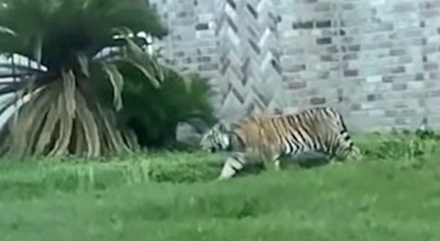 Texas, sospetto killer scappa con la sua tigre: è caccia all'uomo