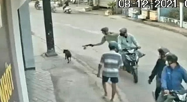 Sparano al cane per strada e lo rapiscono sotto gli occhi del proprietario per rivenderlo al macello