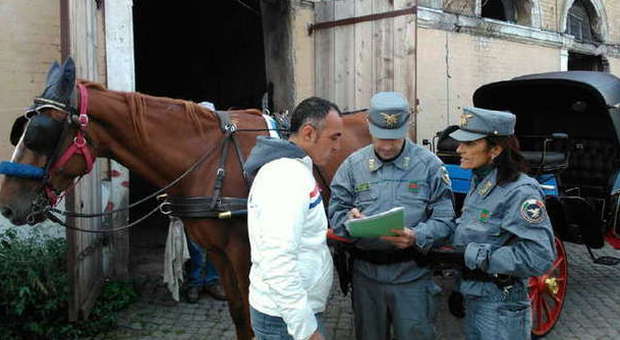 Testaccio, blitz all'alba della Forestale nel deposito delle botticelle: ispezioni sulle condizioni di 70 cavalli