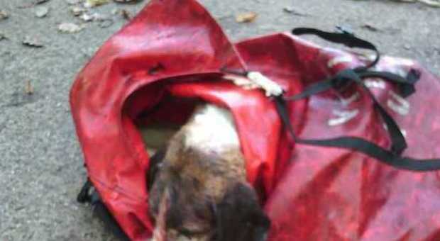 Pesaro, è morto il cane lanciato in un sacco dal ponte e recuperato ancora vivo dai pompieri
