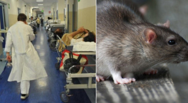 Modena, topo morto sul cibo dell'ospedale: «Fatto gravissimo, non si esclude dolo»