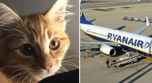 Fiumicino, emergenza gatti sulle piste dell'aeroporto: «Traffico aereo a rischio». Cosa sta succedendo