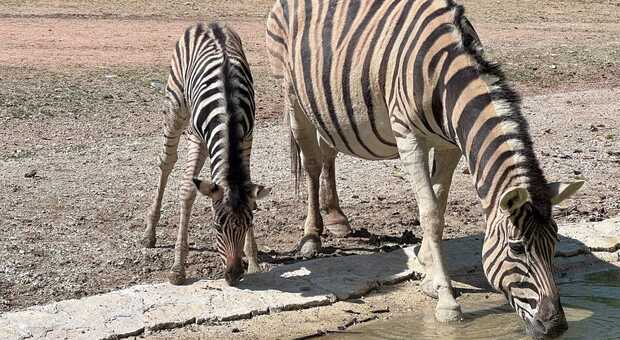 Falconara, la famiglia dello Zoo si allarga con un cucciolo di zebra: ancora ignoto il sesso. Il nome sarà scelto via social