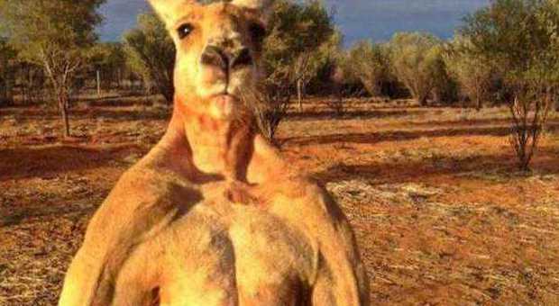 Roger, il canguro 'body builder' star della tv: alto due metri per 89 chili di muscoli -GUARDA