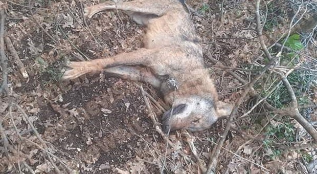 Il lupo ucciso da una trappola per cinghiali