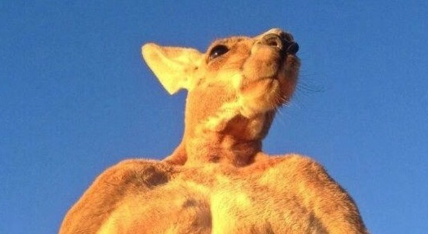 Australia, arriva il canguro bodybuilder: Roger è una star del web