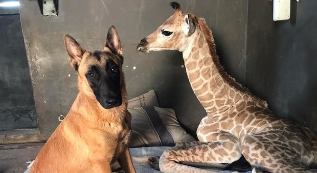 Jazz, la baby giraffa non ce l'ha fatta: vicino a lei fino all'ultimo l'inseparabile amico Hunter
