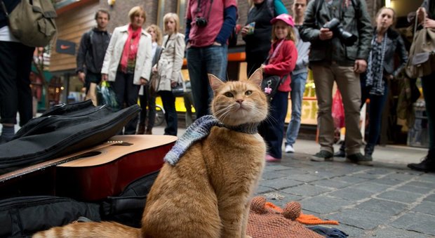 Bob, il famoso gatto randagio che ha ispirato libri e film e salvato il suo proprietario dalla droga, è morto