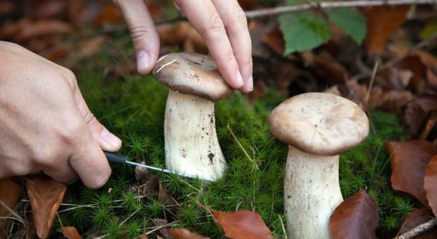 Maltempo, non solo danni: boom di funghi al Nord