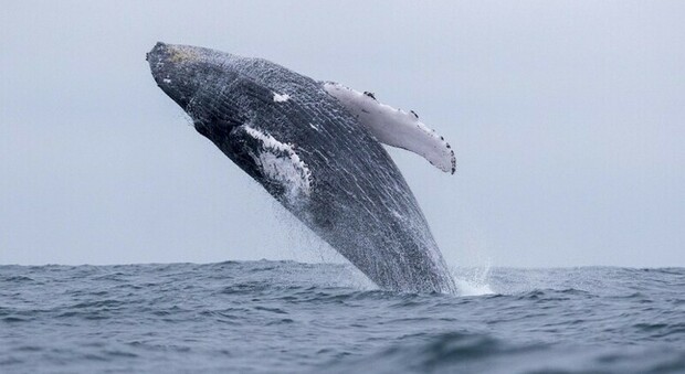 Balena colpisce una barca, un morto e un ferito in Australia