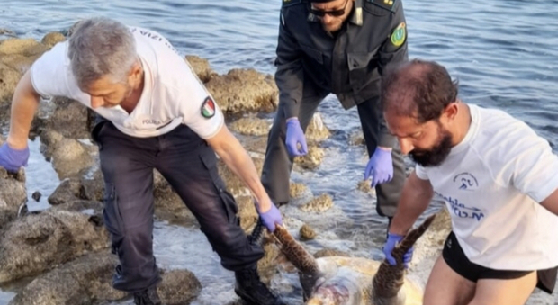 Tartaruga morta spiaggiata in Salento: un altro caso a Capilungo