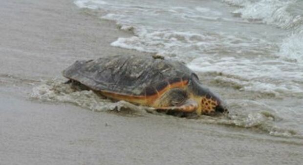 Ambiente, «Prestate la massima attenzione alle tartarughe marine»: l'appello nella costiera amalfitana