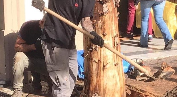Vomero, nuovi alberi per il quartiere: l'iniziativa delle associazioni civiche