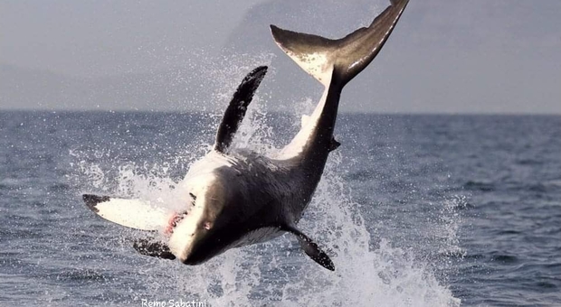Un grande squalo bianco a caccia di otarie in Sudafrica (immagine di Remo Sabatini)