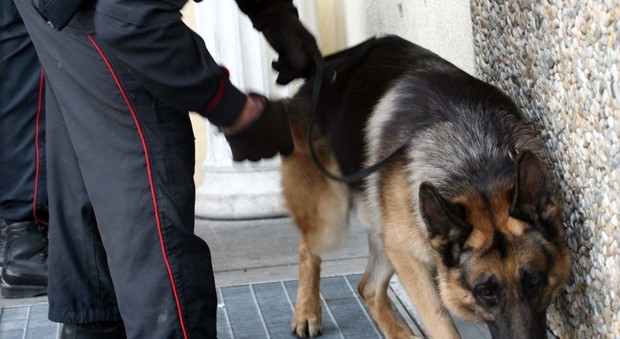 Blitz carabinieri con i cani antidroga a scuola trovati hashish e marijuana